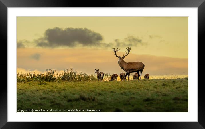 Stag and family at golden hour Framed Mounted Print by Heather Sheldrick