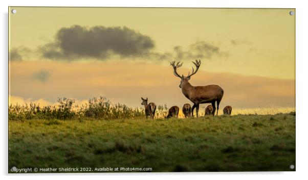 Stag and family at golden hour Acrylic by Heather Sheldrick