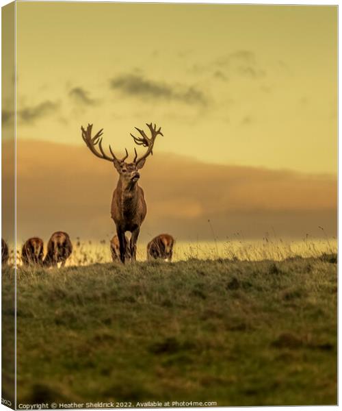 Stag and family on moors Canvas Print by Heather Sheldrick