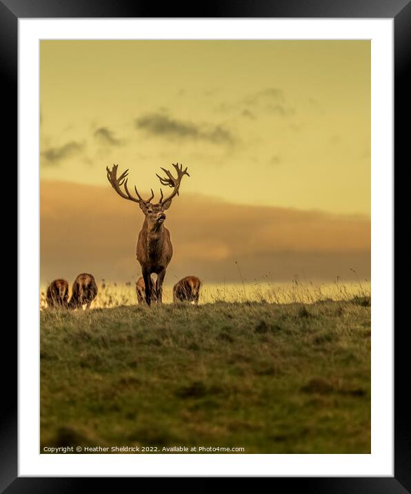 Stag and family on moors Framed Mounted Print by Heather Sheldrick
