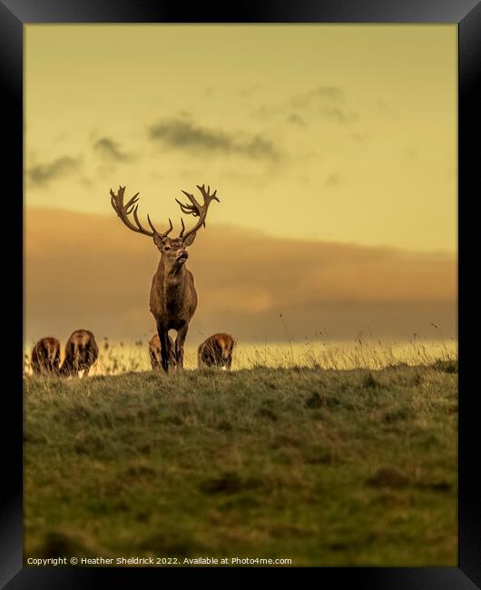 Stag and family on moors Framed Print by Heather Sheldrick