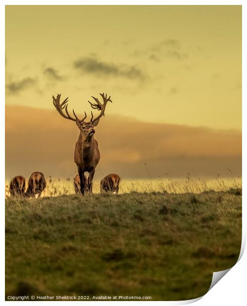 Stag and family on moors Print by Heather Sheldrick