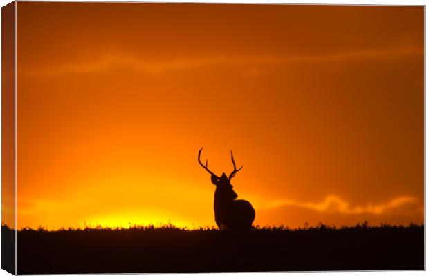 Stag and the Rising Sun Canvas Print by Macrae Images