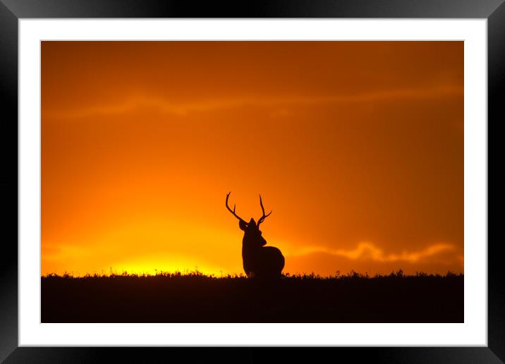 Stag and the Rising Sun Framed Mounted Print by Macrae Images