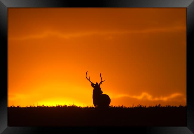 Stag and the Rising Sun Framed Print by Macrae Images