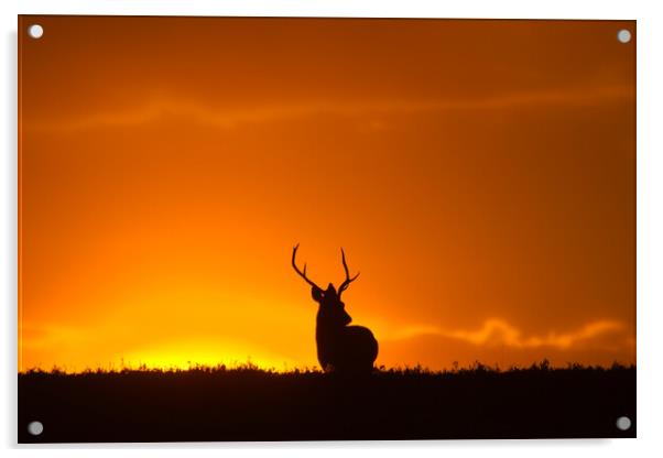 Stag and the Rising Sun Acrylic by Macrae Images