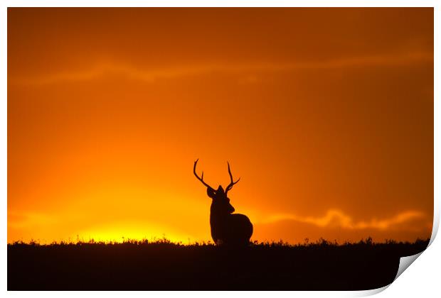 Stag and the Rising Sun Print by Macrae Images