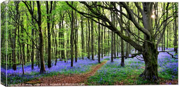 Bluebell Wood Panoramic. Canvas Print by Philip Veale