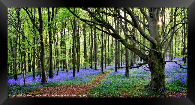 Bluebell Wood Panoramic. Framed Print by Philip Veale