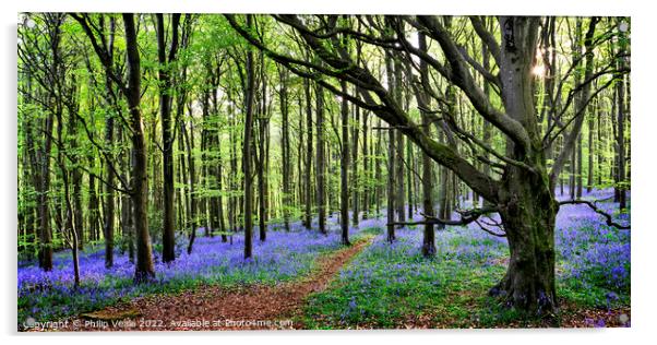 Bluebell Wood Panoramic. Acrylic by Philip Veale