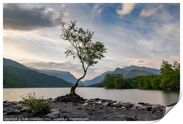 Lone Tree Print by Philip Thulbourn