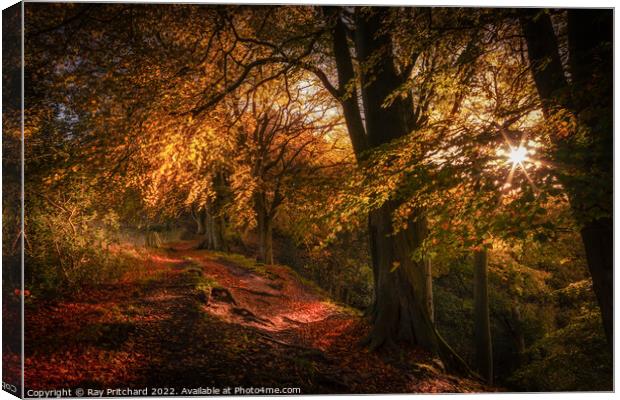 Autumnal Splendour, Ousbrough Wood 2022 Canvas Print by Ray Pritchard