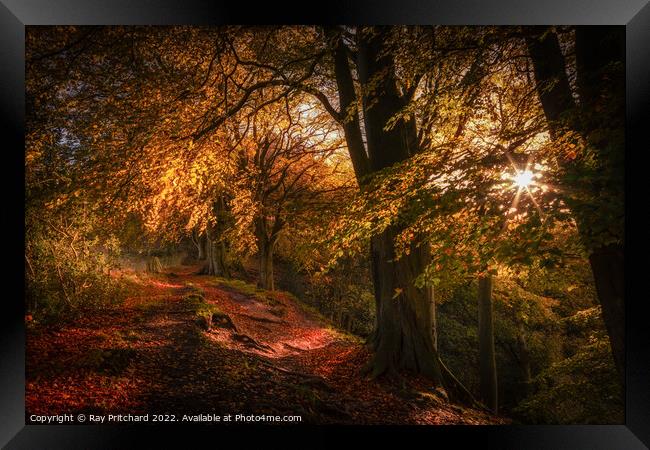 Autumnal Splendour, Ousbrough Wood 2022 Framed Print by Ray Pritchard