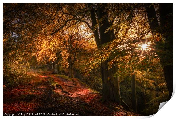 Autumnal Splendour, Ousbrough Wood 2022 Print by Ray Pritchard