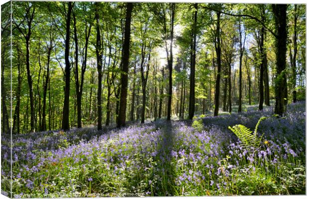 Bluebell Display at Coed Cefn. Canvas Print by Philip Veale