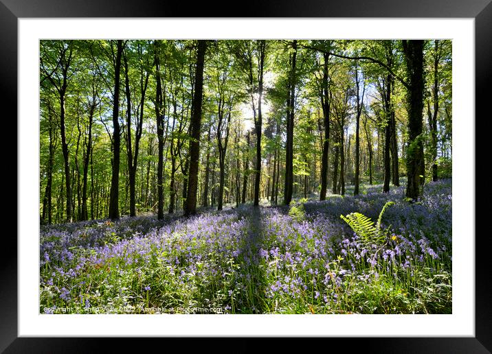 Bluebell Display at Coed Cefn. Framed Mounted Print by Philip Veale