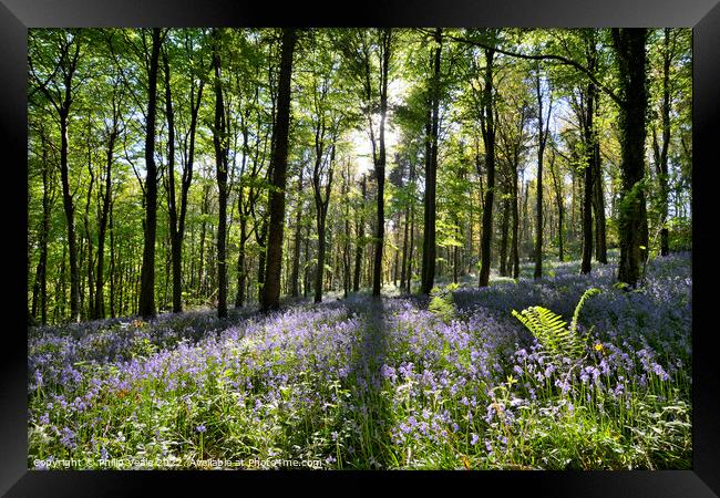 Bluebell Display at Coed Cefn. Framed Print by Philip Veale