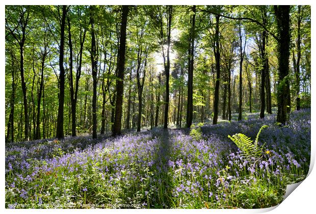 Bluebell Display at Coed Cefn. Print by Philip Veale