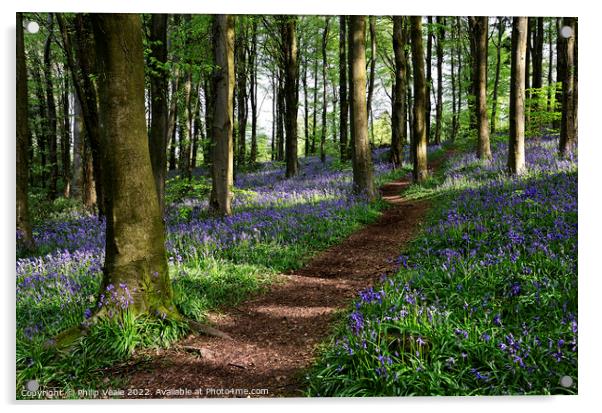 Bluebell Wonderland Serene Stroll. Acrylic by Philip Veale