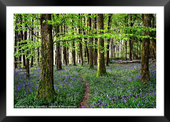 Bluebells Blanket the Forest Floor at Coed Cefn. Framed Mounted Print by Philip Veale