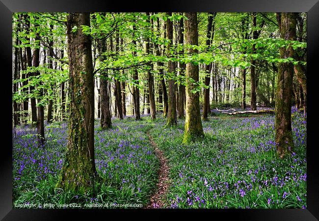 Bluebells Blanket the Forest Floor at Coed Cefn. Framed Print by Philip Veale