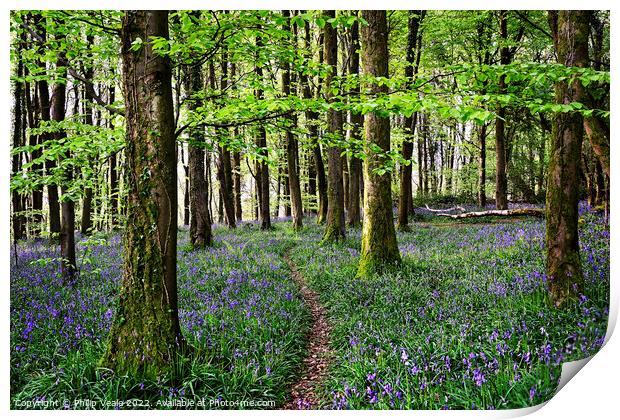 Bluebells Blanket the Forest Floor at Coed Cefn. Print by Philip Veale
