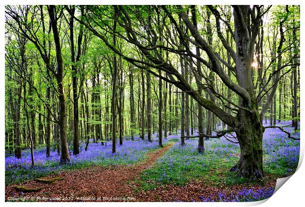 Bluebell Wood's Twilight Embrace. Print by Philip Veale
