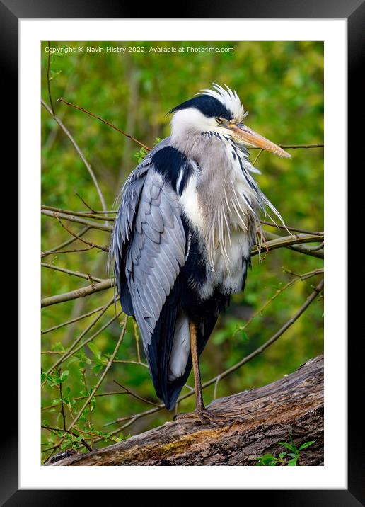 A Heron on the banks of the River Tay, Perth Framed Mounted Print by Navin Mistry