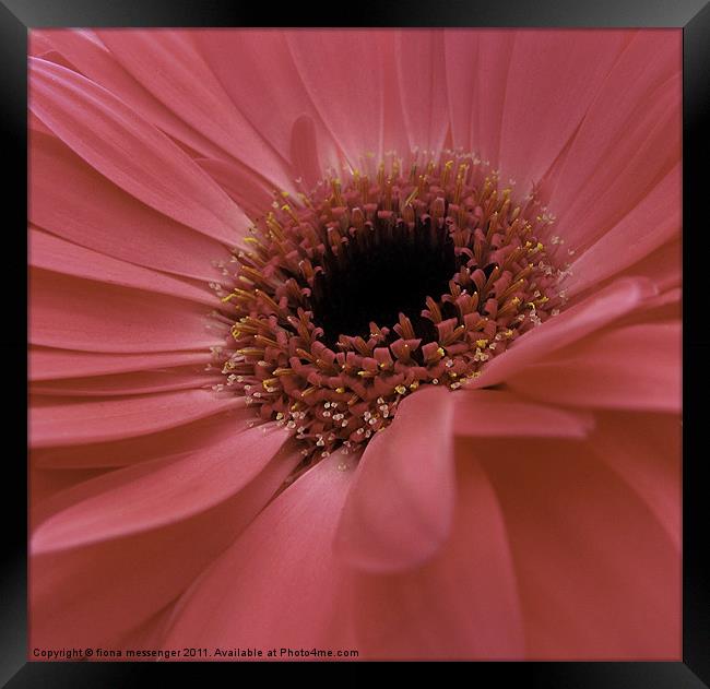 pink gerbera Framed Print by Fiona Messenger