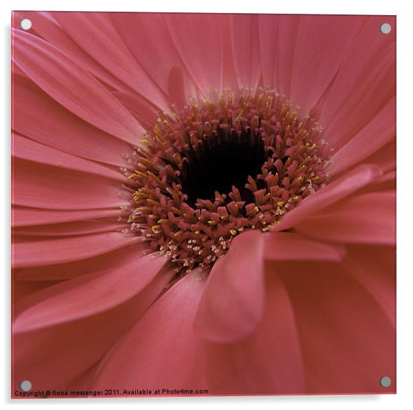 pink gerbera Acrylic by Fiona Messenger