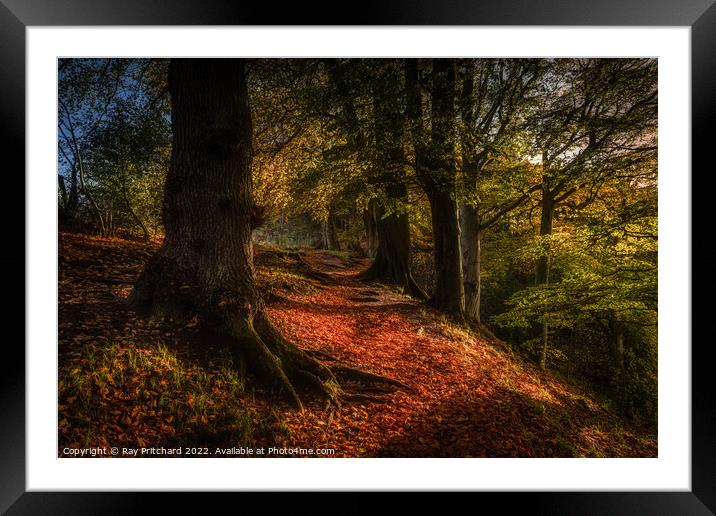 Autumn at Ousbrough Wood Framed Mounted Print by Ray Pritchard