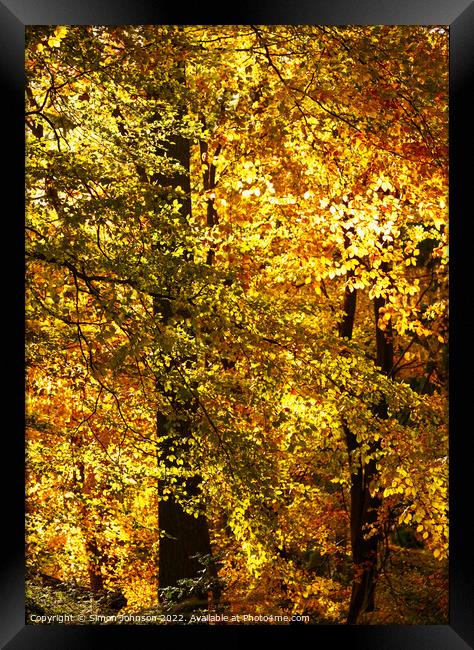 sunlit woodland  Framed Print by Simon Johnson