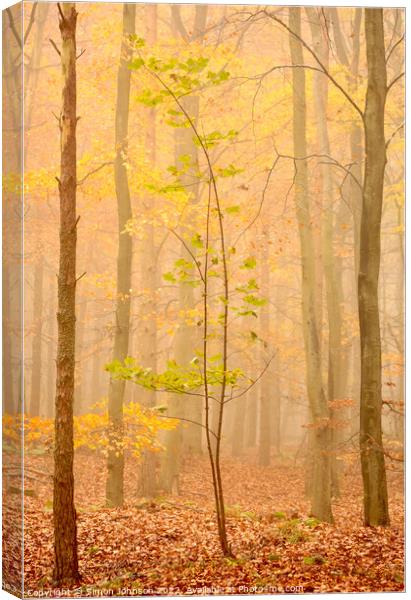 Tree in the mist Canvas Print by Simon Johnson