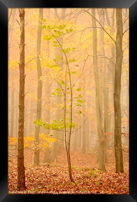 Tree in the mist Framed Print by Simon Johnson