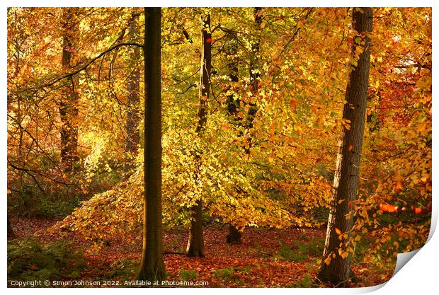 Autumn Gold Print by Simon Johnson