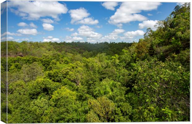 Litchfield NP Monsoon Forest Canvas Print by Antonio Ribeiro