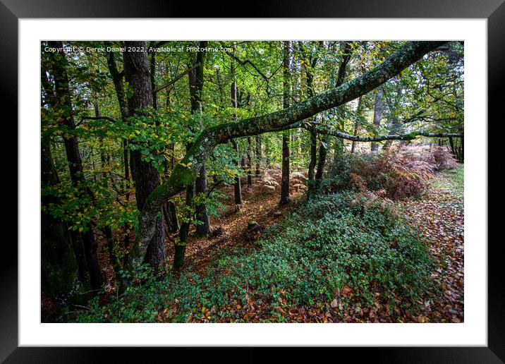 Majestic Autumn Forest Framed Mounted Print by Derek Daniel