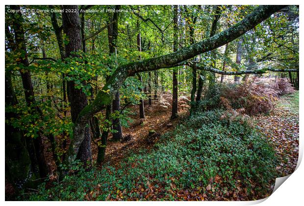 Majestic Autumn Forest Print by Derek Daniel