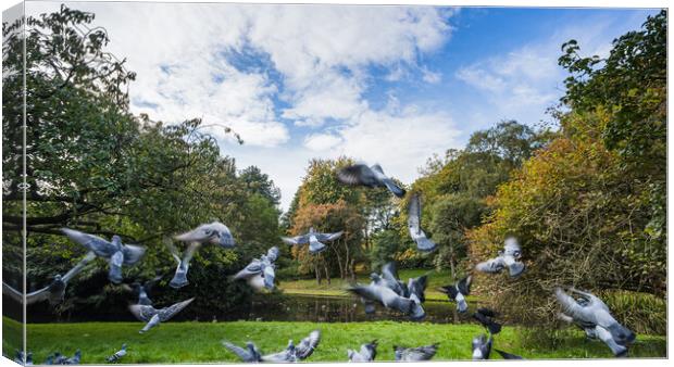 Flock of pigeons taking off Canvas Print by Jason Wells