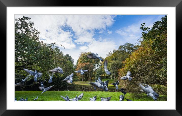 Flock of pigeons taking off Framed Mounted Print by Jason Wells