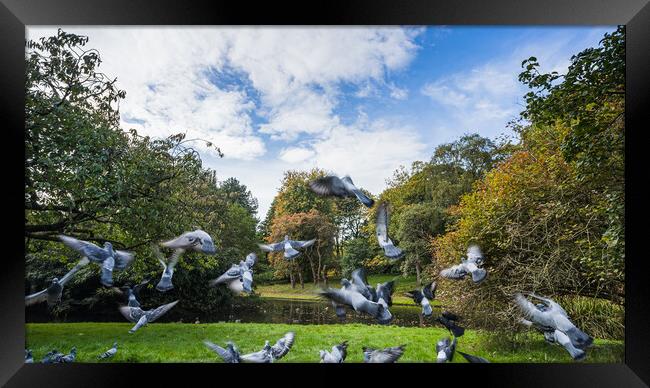 Flock of pigeons taking off Framed Print by Jason Wells