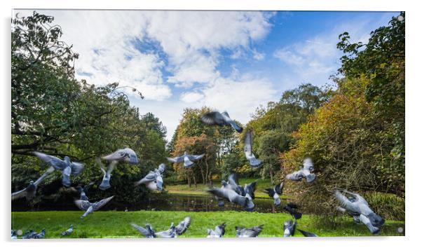 Flock of pigeons taking off Acrylic by Jason Wells