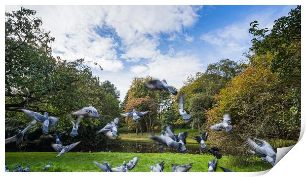 Flock of pigeons taking off Print by Jason Wells