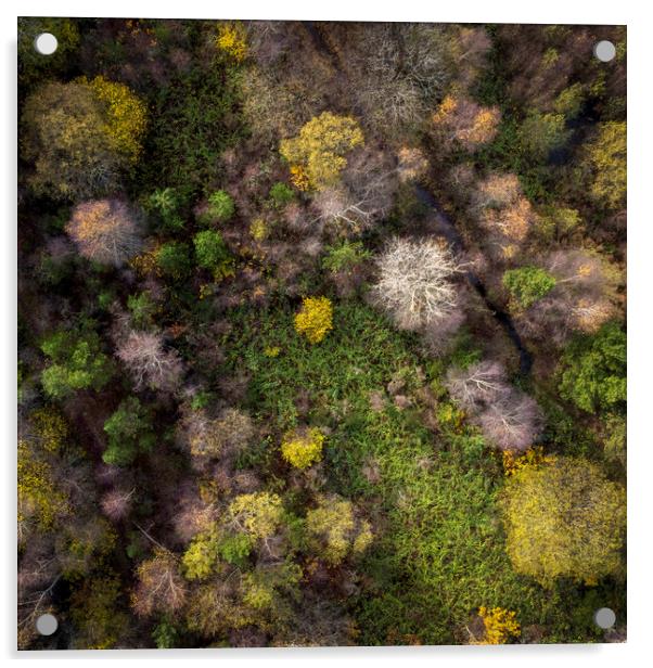 Drone view of a forest Acrylic by Leighton Collins