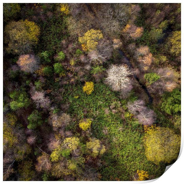 Drone view of a forest Print by Leighton Collins