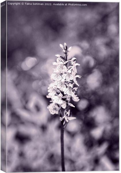 Dactylorhiza maculata, Heath Spotted Orchid Monoch Canvas Print by Taina Sohlman