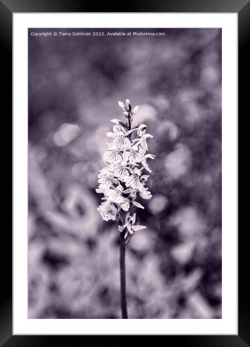 Dactylorhiza maculata, Heath Spotted Orchid Monoch Framed Mounted Print by Taina Sohlman