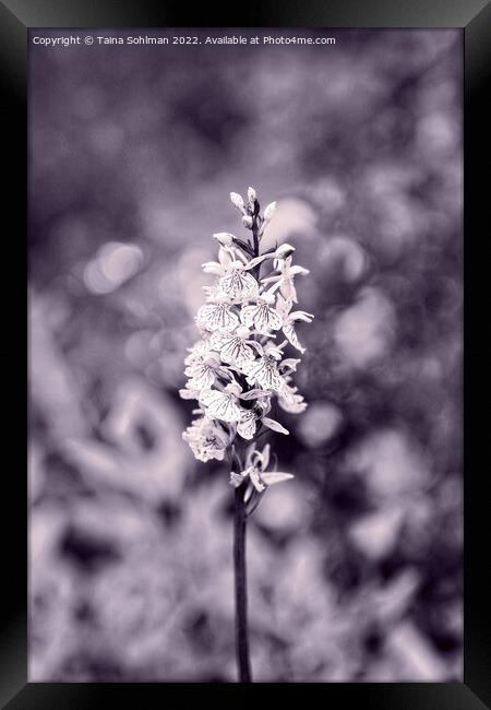 Dactylorhiza maculata, Heath Spotted Orchid Monoch Framed Print by Taina Sohlman
