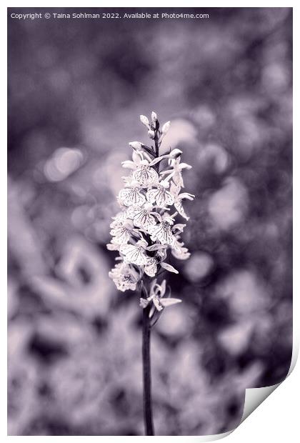 Dactylorhiza maculata, Heath Spotted Orchid Monoch Print by Taina Sohlman