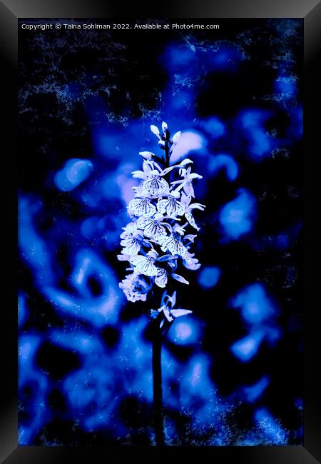 Dactylorhiza maculata, Heath Spotted Orchid in Blu Framed Print by Taina Sohlman